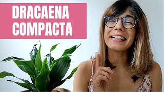 Dracaena compacta  how to care for janet craig plant [upl. by Ainocal]