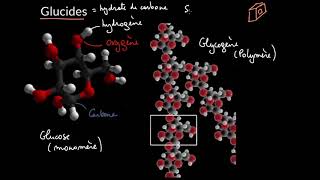 Introduction aux glucides [upl. by Dalpe]