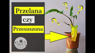 Jak rozpoznać czy roślina jest PRZELANA czy PRZESUSZONA [upl. by Riella]