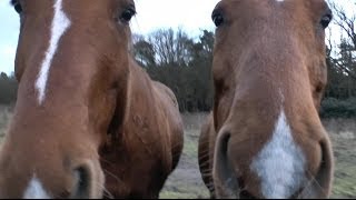 Ondeugende Paarden  Naughty Horses [upl. by Amiaj829]