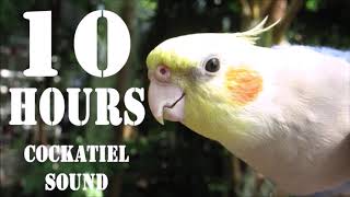 Cockatiel Sound 10 Hours Cockatiel Singing for Cockatiels [upl. by Lib]