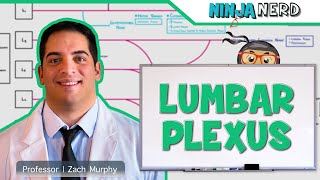 Neurology  Lumbar Plexus [upl. by Halian]