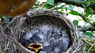 American Robin Habitat and Migration Patterns [upl. by Tamah]