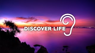 Uppermost  Discover Life [upl. by Coray]