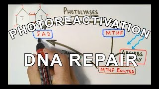 Photoreactivation  DNA Repair Mechanism [upl. by Marten]