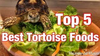 Top 5 best tortoise foods [upl. by Cesar]