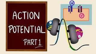 Action Potential  Part 1  Ionic Basics  Nerve Muscle Physiology [upl. by Nani]