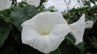 Bindweed Calystegia sepium [upl. by Weingartner]