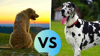 Irish Wolfhound vs Great Dane  Comparison  Which One is Bigger [upl. by Robma887]