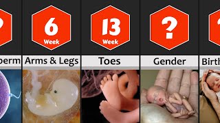 Pregnancy Week by Week Baby Development from 0 to 9 Months [upl. by Yasnyl]