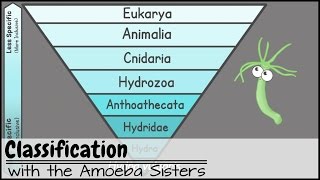 Classification [upl. by Sherer]