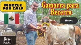 COMO HACER UNA GAMARRA PARA BECERRO how to make a gamarra for calf [upl. by Byrdie704]