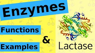 What are Enzymes amp How Do They Work [upl. by Cnahc565]