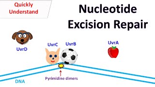 Nucleotide excision repair [upl. by Gabe]