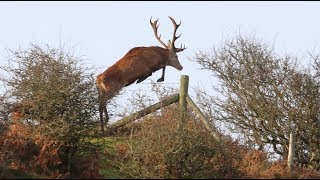 Deer jumping fences  Red Roe Fallow Shorts [upl. by Seymour]