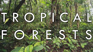 Tropical Rainforest and Tropical Seasonal Forest  Biomes1 [upl. by Eidroj]