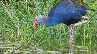 Swamphen Foraging in Florida [upl. by Gastineau178]