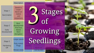 3 Stages of Planting Seedlings for Beginners [upl. by Doralyn]