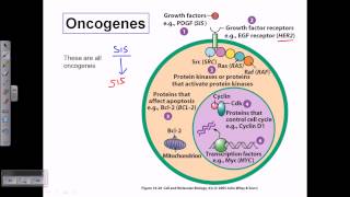 Types of oncogene [upl. by Jeffcott]