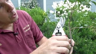 How to Prune Evergreen Shrubs Selectively [upl. by Nell]