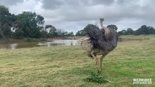 Ostrich Dancing [upl. by Aivilys]