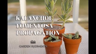 Kalanchoe Tomentosa Propagation [upl. by Eenal]