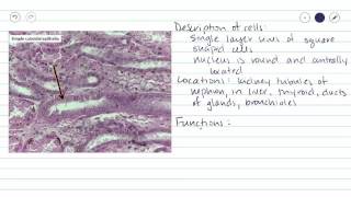 Simple Cuboidal Epithelium [upl. by Dubenko]