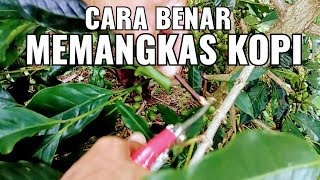 Tips  CARA BENAR MEMANGKAS KOPI [upl. by Ennovyhs]