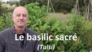 Basilic sacré tulsi [upl. by Lanny66]