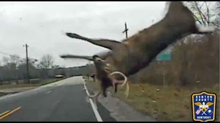 Police footage shows how to react when a deer crosses the road [upl. by Llevart159]