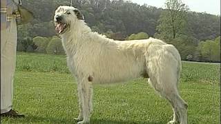 AKC Dog Breed Series  Irish Wolfhound [upl. by Asial]