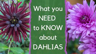 Growing dahlias  everything you need to know about how to choose and grow dahlias [upl. by Honig749]