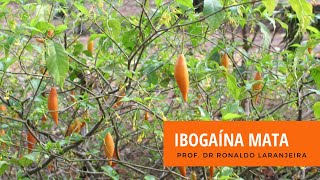 Ibogaína Mata [upl. by Sanderson]