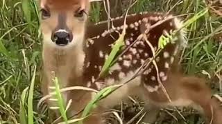 Baby deer sound [upl. by Elinad]