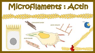 Actin polymerization Micro filament assembly [upl. by Amelus]