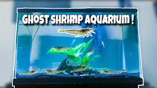 My NEW EXOTIC Ghost Shrimp ONLY Aquarium [upl. by Anavas]