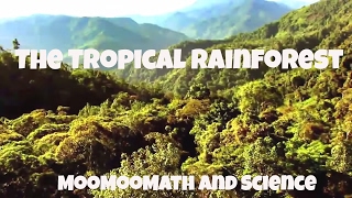 The Tropical Rainforest Biome Facts [upl. by Skolnik]