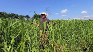 Rotational Grazing Cows in INSANELY Tall Grass [upl. by Keil]