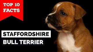 Staffordshire Bull Terrier – Top 10 Facts Staffy Terrier [upl. by Anazraf]