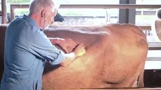 Clinical examination of the cow [upl. by Terris984]