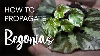 How to Propagate Begonias from leaves and stem cuttings [upl. by Haddad]