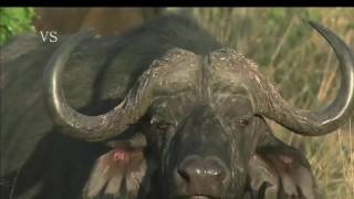 Flagrantes da Vida Selvagem A Revanche das Presas HD Documentário Dublado National Geographic [upl. by Perce554]