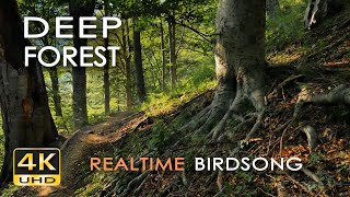 4K Deep Forest  8 Hours NO LOOP Birdsong  Robin amp Blackbird Singing  Relaxing Nature Ambiance [upl. by Kane]