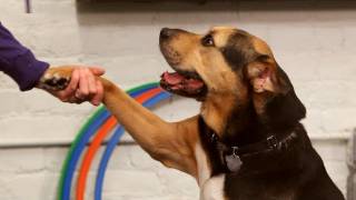 How to Teach the Give Paw Trick  Dog Training [upl. by Adamek]