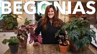 Indoor Begonia Care Guide 🌿 Garden Answer [upl. by Dalston573]