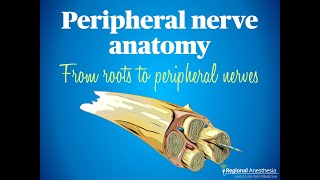 Peripheral Nerve Anatomy From Roots to Peripheral Nerves [upl. by Ime]