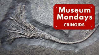 Crinoid Fossils  Museum Mondays [upl. by Einwat]