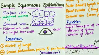 Simple Squamous Epithelium  Location  Function [upl. by Anileve]