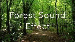 Forest Ambience Sound Effect  HD Quality [upl. by Belva]