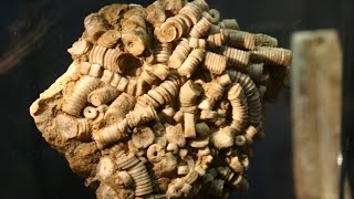 Everything About Crinoids [upl. by Elam]